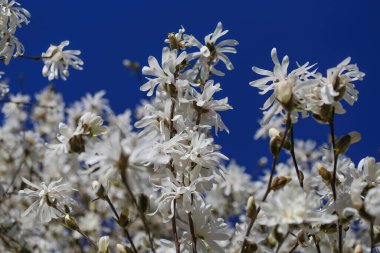 İlkbaharın başlangıcında - zıt renklere sahip derin mavi bulutsuz gökyüzüne karşı izole olmuş beyaz yıldız manolya ağacı çiçeklerinin (manolya stellatumu) yakın çekimi