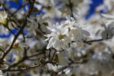 İlkbaharın başlangıcında - zıt renklere sahip derin mavi bulutsuz gökyüzüne karşı izole olmuş beyaz yıldız manolya ağacı çiçeklerinin (manolya stellatumu) yakın çekimi