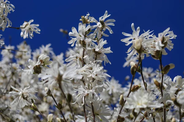 İlkbaharın başlangıcında - zıt renklere sahip derin mavi bulutsuz gökyüzüne karşı izole olmuş beyaz yıldız manolya ağacı çiçeklerinin (manolya stellatumu) yakın çekimi