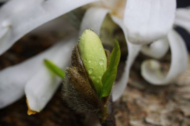 İzole edilmiş beyaz, nemli yıldız manolya çiçeğinin arka plandaki Macro görüntüsü.