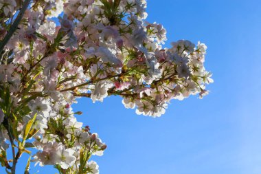 Koyu mavi bulutsuz açık gökyüzüne karşı izole edilmiş küçük, beyaz ve pembe kiraz ağacı (prunus avium) alçak açılı görünüm