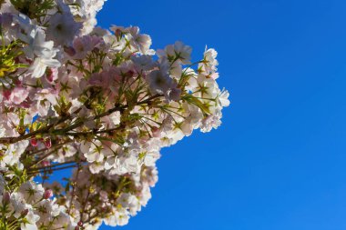 Koyu mavi bulutsuz açık gökyüzüne karşı izole edilmiş küçük, beyaz ve pembe kiraz ağacı (prunus avium) alçak açılı görünüm