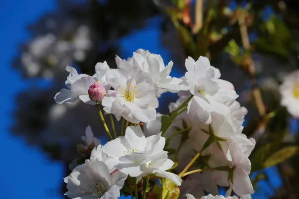 Visão Baixo Ângulo Branco Selvagem Isolado Pequena Árvore Flor Cerejeira — Fotografia de Stock