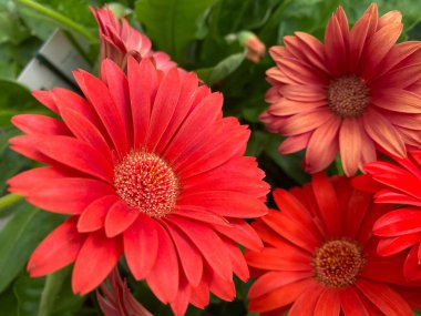 Bahçe merkezinde kırmızı izole edilmiş gerberea çiçeklerinin (garvinea) yakın çekimi