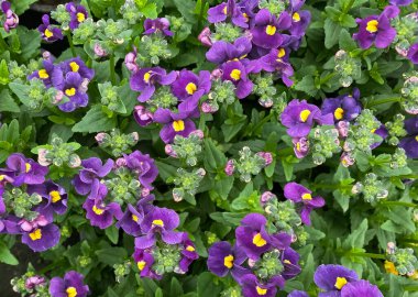 Bahçe merkezinde yeşil yaprakları olan pek çok izole edilmiş mor nemesia çiçeğinin üst görüntüsü