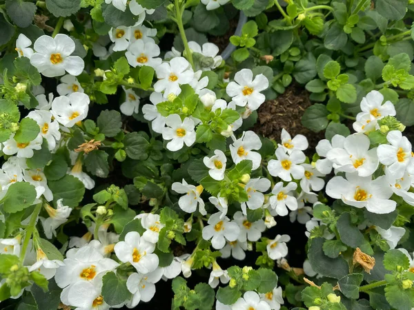 花园中心孤立的白色黄花 兰尼提花 的顶视图 — 图库照片