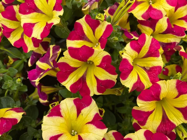 Вид Зверху Жовті Фіолетові Квіти Петунії Саду Фокус Цвітіння Центрі — стокове фото
