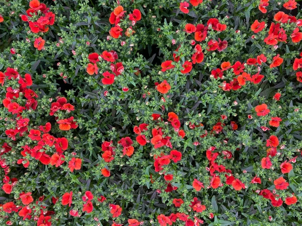 Вид Сверху Многие Изолированные Красные Цветки Немезии Зелеными Листьями Саду — стоковое фото
