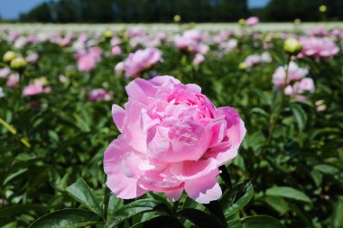 Hollanda 'da yaz aylarında pembe şakayıklı (paeonia suffruticosa) izole tarım arazisi manzarası