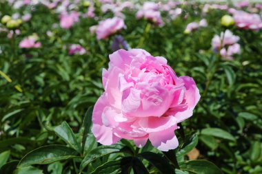 Hollanda 'da yaz aylarında pembe şakayıklı (paeonia suffruticosa) izole tarım arazisi manzarası