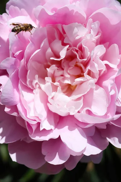 明夏阳光下孤立的粉红牡丹花的宏观特写 — 图库照片