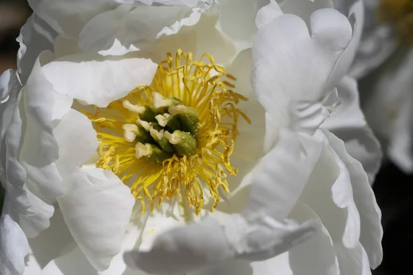 Makro Zbliżenie Izolowanego Białego Kwiatu Piwonii Paonia Suffruticosa Żółtym Stemplem — Zdjęcie stockowe