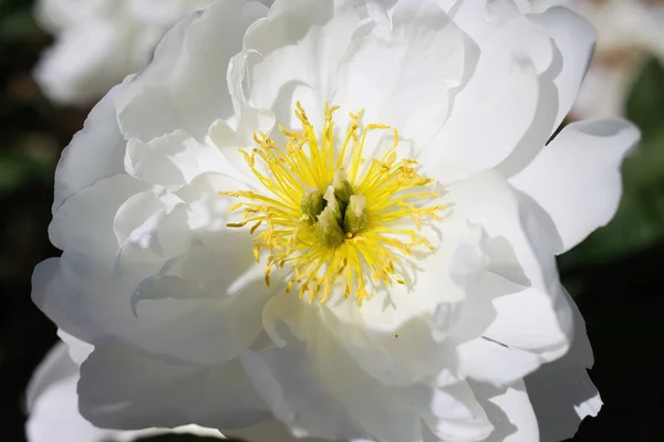 Macro Primo Piano Fiori Isolati Peonia Bianca Paonia Suffruticosa Con — Foto Stock