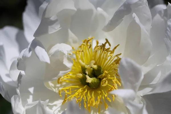 Macro Primo Piano Fiori Isolati Peonia Bianca Paonia Suffruticosa Con — Foto Stock