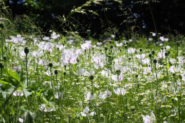 Beyaz parlak mısır gelincikleriyle (papaver rhoeas somniferum) ve yazın papatya çayı ile arı dostu yabani çiçek çayırına bakın