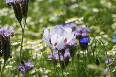 Beyaz parlak mısır gelincikleriyle (papaver rhoeas somniferum) ve yazın papatya çayı ile arı dostu yabani çiçek çayırına bakın