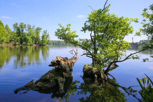 Vista Panoramica Sul Lago Tedesco Con Foresta Radici Degli Alberi — Foto Stock
