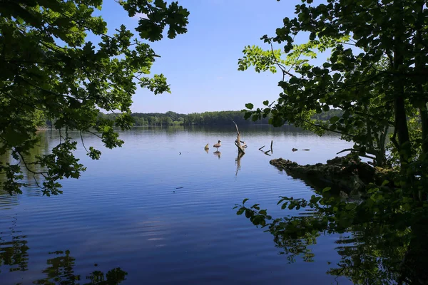 Vista Panoramica Sul Lago Tedesco Con Foresta Radici Degli Alberi — Foto Stock