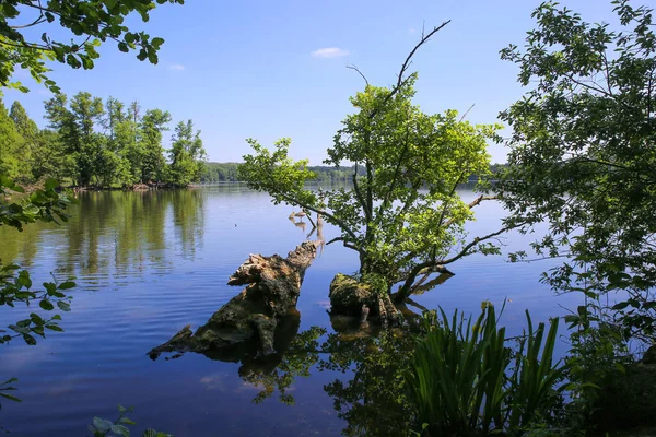 Сценічний Вид Німецьке Озеро Лісом Корінням Дерев Воді Влітку Проти — стокове фото