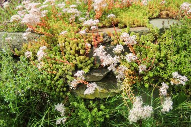 Alman bahçesindeki kayalıklarda çiçek açan beyaz taş fabrikasının (sedum albüm) kapağı.