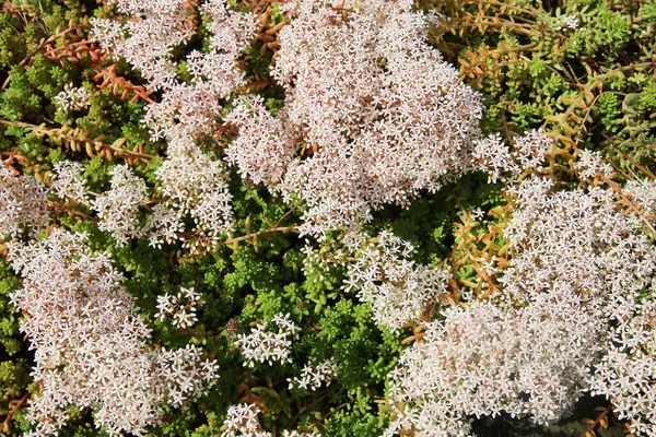 Closeup Blooming Ground Cover Plant White Stonecrop Sedum Album Stone — Stock Photo, Image