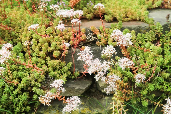 ドイツの庭の石の上の白い石切り場 セダムアルバム の開花地カバー植物の閉鎖 — ストック写真