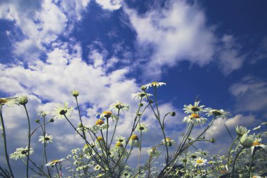 Beyaz papatya çiçekleri üzerinde solucanlı göz manzarası vahşi çiçek tarlasında yazın bulutlu mavi gökyüzüne karşı.