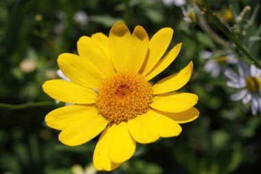 İzole edilmiş sarı mısır papatyasının (glebionis segetum) yaz aylarında yabani çiçek tarlasında çiçek açması