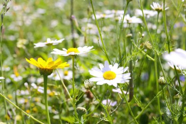 Yazın vahşi çiçek tarlasında sarı papatya çiçeklerinin yakınlaşması