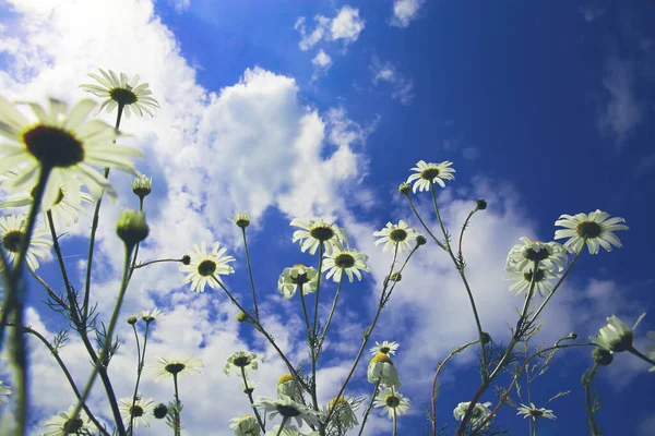 Worm eye view on white chamomile blossoms in wild flower field against blue sky with clouds in summer