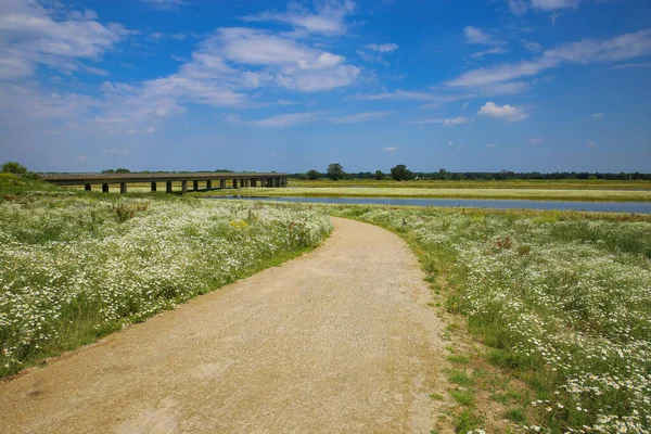 View Cycling Track White Chamaomile Flowers Field River Maas Summer — Stockfoto