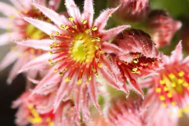 Yaz mevsiminde izole edilmiş pembe ev çiçekleri (sempervivum leucanthum) Makro yakın çekim