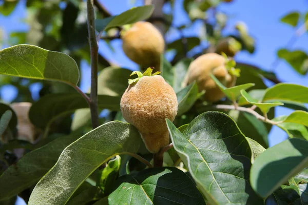 用树叶挂在树上的孤立的小鹌鹑果实 Cydonia Oblonga 制成的封闭物 — 图库照片