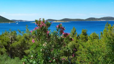 Akdeniz 'deki adalarla birlikte körfezdeki çam ağaçları ve bougainvillea çiçeklerinin ötesine bak - Drage (Pakostan), Hırvatistan