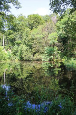 Ağaç ve yeşil bitkilerin bulunduğu orman tepesinin doğal gölete yansıması - Gelderland (Arnhem yakınlarında), Hollanda