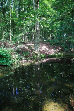 Ağaç ve yeşil bitkilerin bulunduğu orman tepesinin doğal gölete yansıması - Gelderland (Arnhem yakınlarında), Hollanda