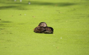 Yeşil alg halı kayganlaştırıcı ile kirlenmiş göl üzerinde bir genç ördeğe yakın çekim - Hollanda, Gelderland (ördeğin sol tarafına odaklan)