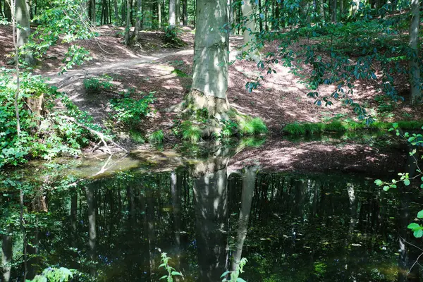 View Hill Forest Trees Green Plants Being Reflected Natural Pond — Stock Photo, Image