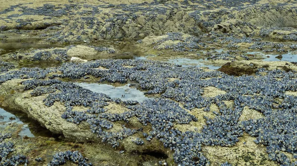 Vista Sulle Rocce Durante Bassa Marea Ricoperte Cozze Azzurre Mytilus — Foto Stock