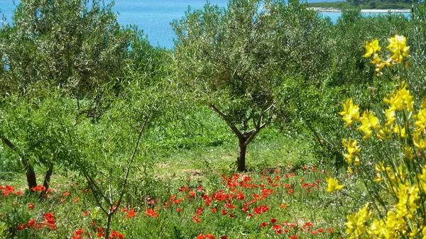 Widok Wzgórza Nad Zieloną Łąką Sadzie Drzew Oliwnych Adriatyckie Tło — Zdjęcie stockowe