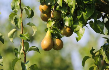 Taze olgun armutların (pyrus communis abate betel) yazın ağaçta yeşil yapraklarla asılı durması.
