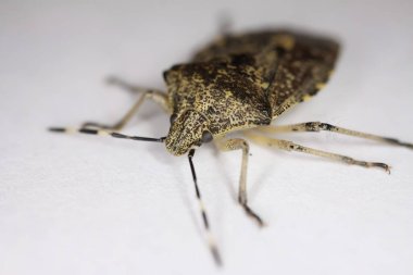 Beyaz arkaplan üzerinde izole edilmiş bir kalkan böceğinin (raphigaster nebulosa) Makro yakın plan görüntüsü