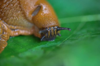 Solunum gözenekli yeşil yaprağın üzerine yapışkan ıslak bir salyangoz (Arion Rufus) yakın plan Makro