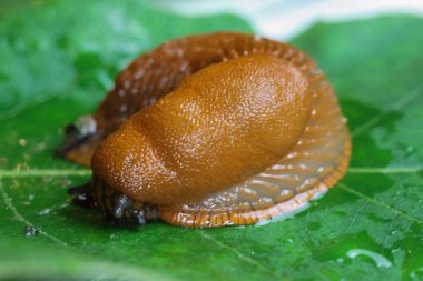 Solunum gözenekli yeşil yaprağın üzerine yapışkan ıslak bir salyangoz (Arion Rufus) yakın plan Makro