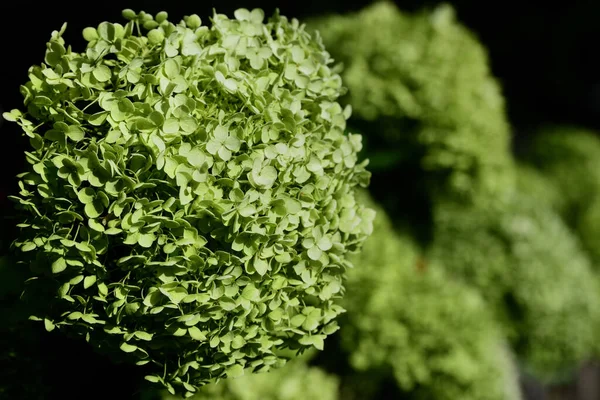 Close Green Flowering Panicle Hydrangea Hydrangea Paniculata Growing Fence Dark — Stock Photo, Image