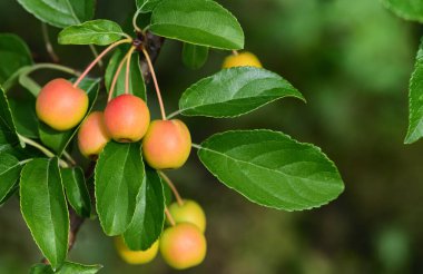 Olgun, küçük, kırmızı süslemeli elmalar bir daldan sarkan yeşil bir arka planda.