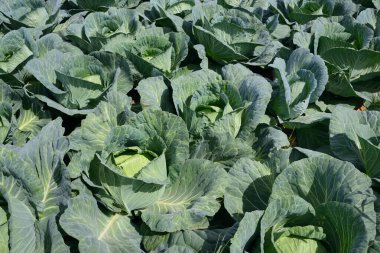 Tarlada taze beyaz lahana, güneşte yeşil yapraklarla yetişir.