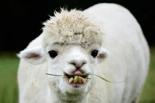 Çarpık dişleri ve büyük gözleri olan beyaz bir alpaka çimenleri çiğniyor ve kameraya bakıyor.