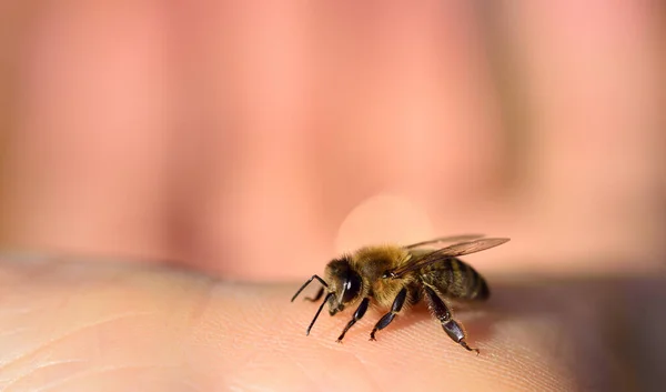 Close Honey Bee Human Hand — Stock Photo, Image