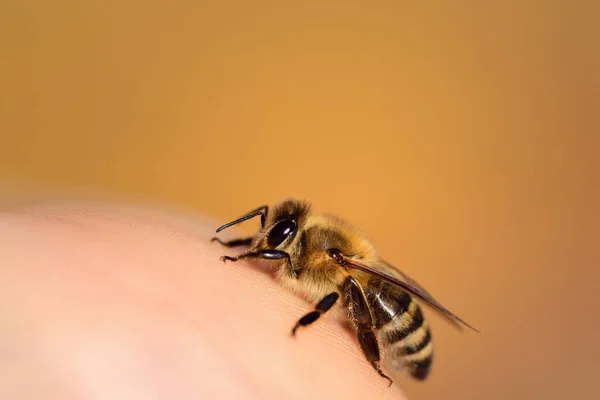Close Honey Bee Human Hand — Stock Photo, Image